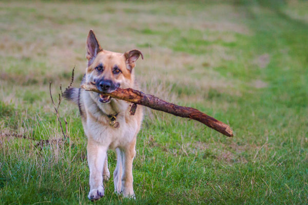 Photography Watford with an Alsatian Dog at Chorleywood Uk