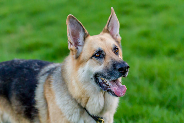 Photography Watford at Chorleywood Common Photoshoot Alsatian