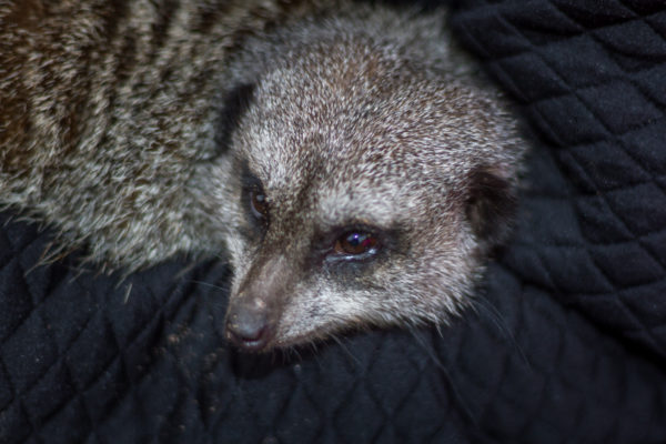 A Baby Meerkat just being cuddled after eating food