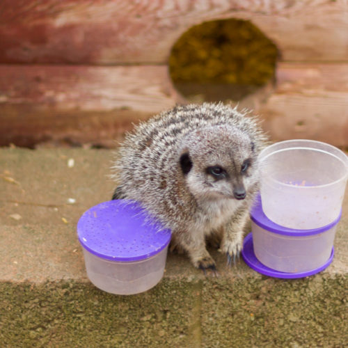 A Willow Tree Farm Baby Meerkat has just been fed