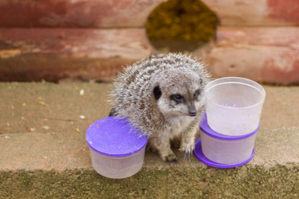 A Willow Tree Farm Baby Meerkat has just been fed