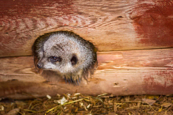 A Willow Tree Farm Baby Meerkat in his house
