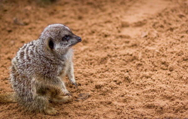 A Willow Tree Farm Baby Meerkat has just woken up
