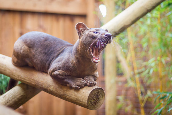 Photography Watford was with a Fossa at Ventura Wildlife Zoo Ware Hertfordshire Uk