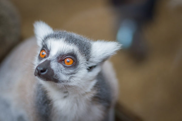 Photography Watford was with a Ring Tailed Lemur at Ventura Wildlife Zoo Ware Hertfordshire Uk