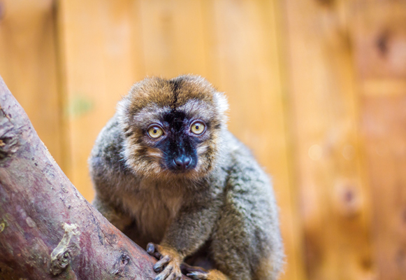 Photography Watford was with a Lemur at Ventura Wildlife Zoo Ware Hertfordshire Uk