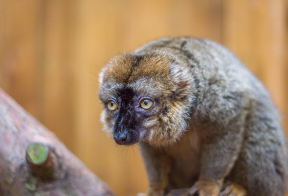 Photography Watford was with a Lemur at Ventura Wildlife Zoo Ware Hertfordshire Uk