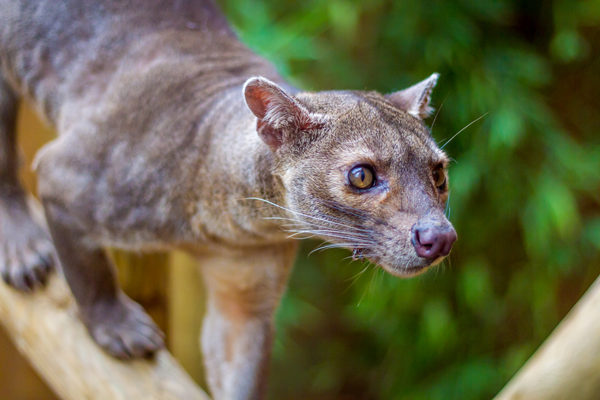 Fossa