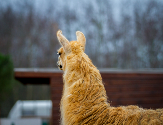 Photography Watford was with a Llama at Ventura Wildlife Zoo Ware Hertfordshire Uk