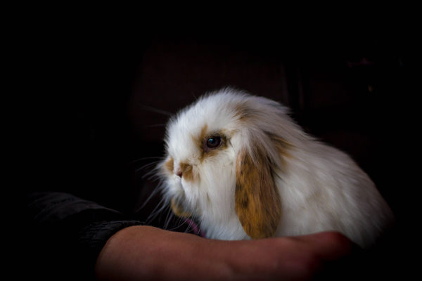 Photography Watford @ Stonebridge City Farm Nottingham