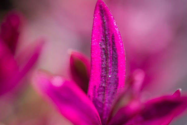 Photography Watford @ Van Hage Chenies Garden Centre Chenies