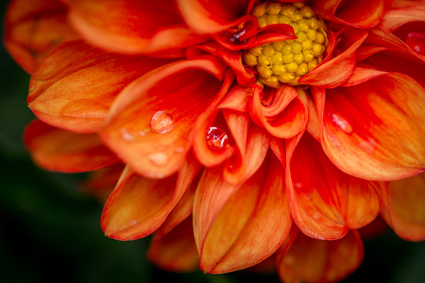 Orange Flower