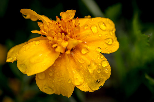 Photography Watford @ Van Hage Chenies Buckinghamshire  Garden Centre