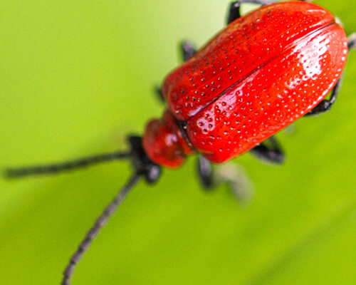 A Red Lily Beetle taken in Chorleywood Hertfordshire Uk