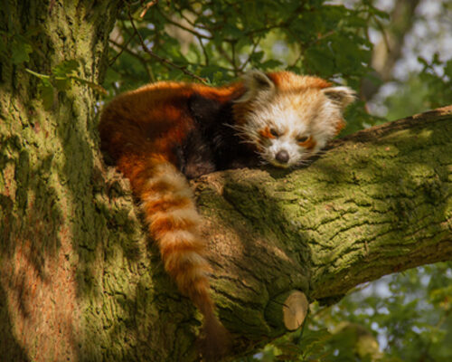 ZSL Zoo red Panda