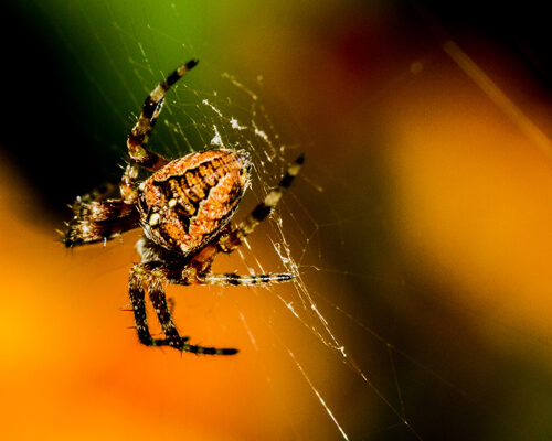 Common Orb-weaver Spider