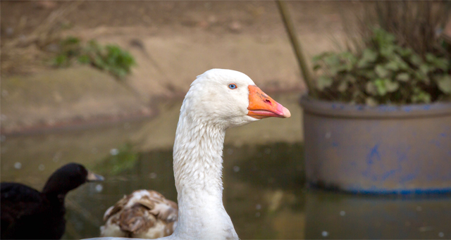 A Blue eyed Goose just posing for the camera