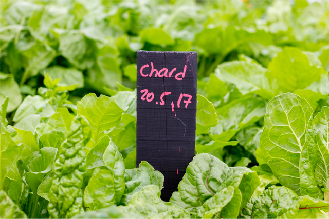 Chard Vegetable is a delicious leafy plant, that looks like lettuce and is very high in Potassium and vitamin A.